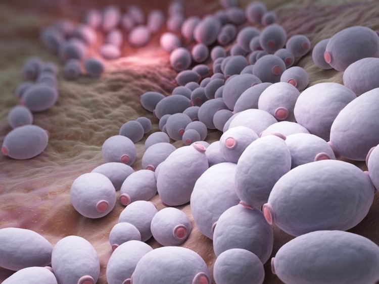 Знаете ли какво е кандида?