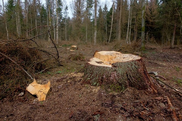 Полша сече в древна гора въпреки решение на Европейския съд