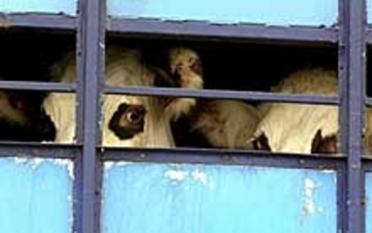 Поредния опит за незаконен превоз на животни се провали