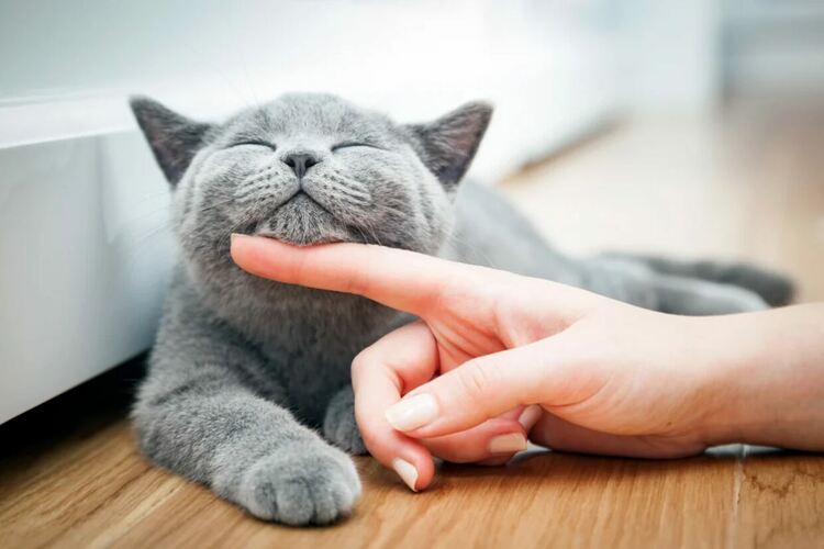 Котките казват различни неща с различно мъркане