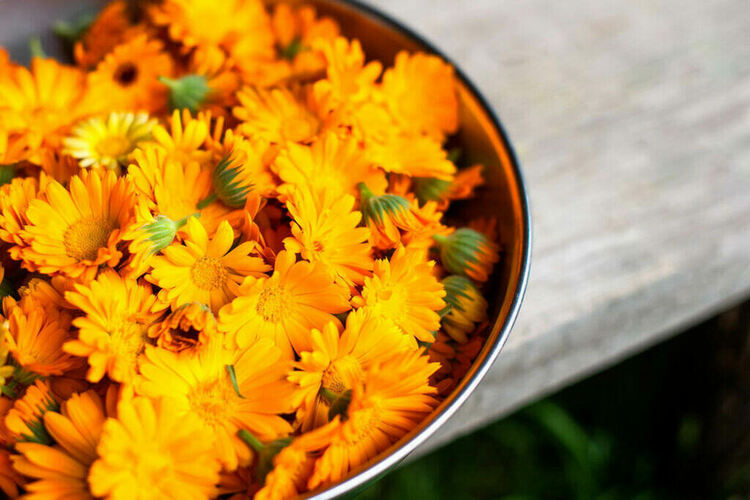 Учени установиха, че невенът е богат източник на протеини